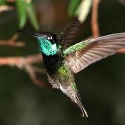 Magnificent Hummingbird